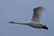 [nl] Eenden en zwanen [en] Ducks and Swans